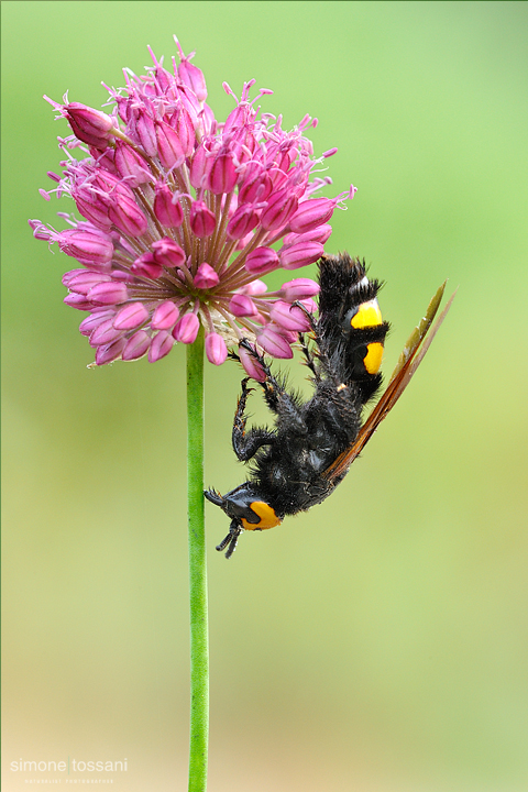 Vespidae Eumeninae a strisce bianche :  cfr.Odynerus sp., maschio